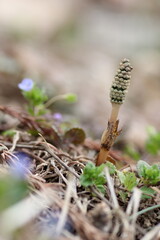 土筆のクローズアップ