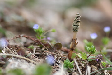 土筆のクローズアップ