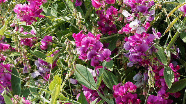 Lathyrus latifolius | Pois de senteur vivace ou Gesse &agrave; larges feuilles 'Pink Pearl' et boutons floraux blanc rose-verd&acirc;tre