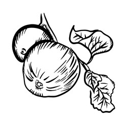 Two apple fruits hanging on a tree branch drawn in the style of black and white graphics by hand