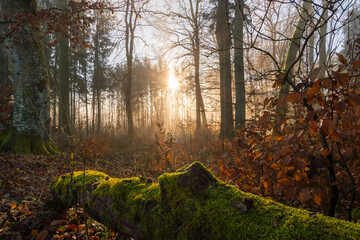 Light mood in the morning mist at sunrise in the forest