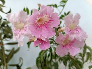 Fototapeta premium Flower