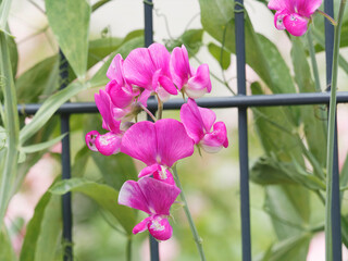 (Lathyrus latifolius) Pois vivace aux fleurs papilionacées rose magenta, boutons floraux...