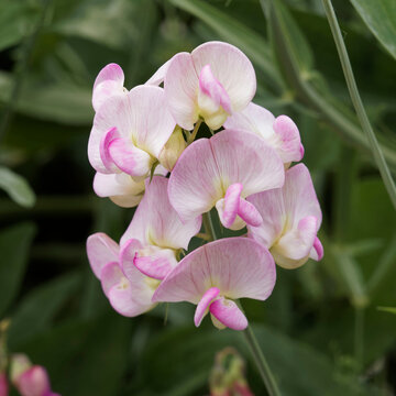 (Lathyrus latifolius) Pois vivace &agrave; fleurs couleur blanche panach&eacute;e de rose 'Blushing Bride', feuilles vertes sur tiges ail&eacute;es pourvues de vrilles