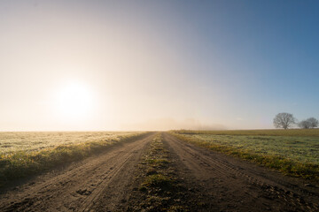 Light mood in the morning mist at sunrise in the forest