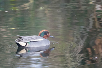 Obraz premium Krickente