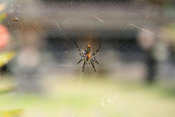 Spider sitting on a web, near. In the background, a meadow and a building are blurred. Close up. Insects of Indonesia and Bali