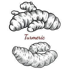 Vector sketch illustration of turmeric root set drawing isolated on white. Engraved style. Ink. natural business. Vintage, retro object for menu, label, recipe, product packaging