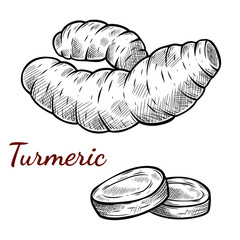 Vector sketch illustration of turmeric root set drawing isolated on white. Engraved style. Ink. natural business. Vintage, retro object for menu, label, recipe, product packaging