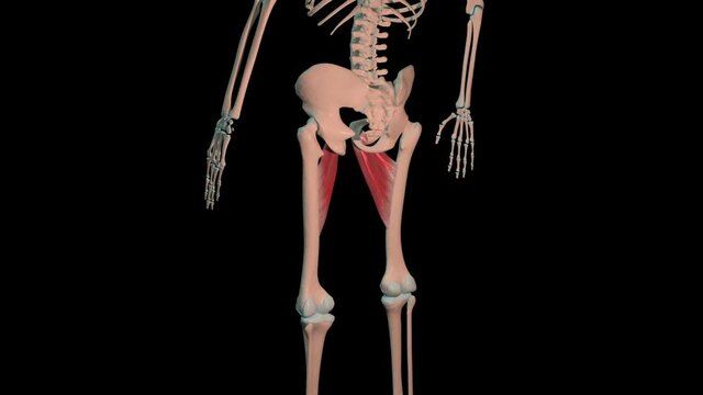 Brevis and Longus Adductor Muscles Full Roration Loop