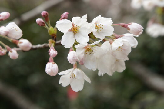 桜 sakura ,cherry,japan,flower,travel,spring,tree,blossom