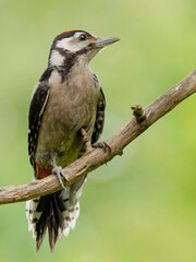 Fototapeta premium Juveniler Buntspecht