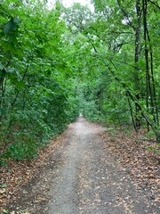 Obraz premium path in the woods