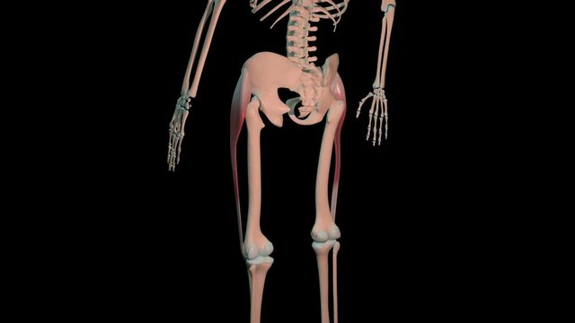 Tensor Fasciae Latae Muscles Full Roration Loop