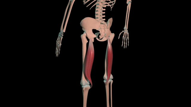 Semitendinosus Muscles Full Roration Loop