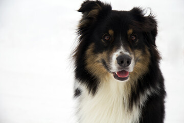 ritratto di cane bovaro isolato su sfondo bianco