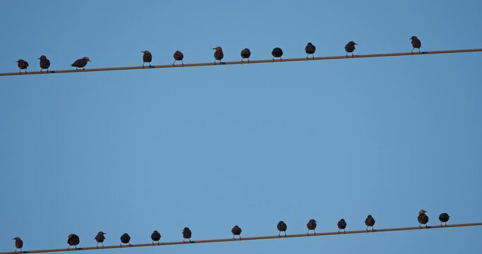 A flock of European starlings (Sturnus vulgaris) roost on overhead wires. Occitanie, France