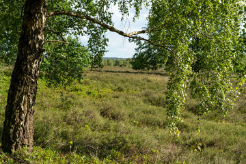 beautiful hillside landscape in the nature preservation area of the lueneburger heide