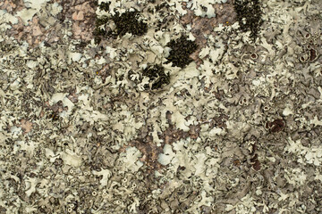 Lichen on a bark of a tree. Textured lichen on bark of a tree in the woods. Natural textures. Lichen on tree trunk. Plants, nature, botany. Biology, science. Spore-bearing plants. Macro photo. Moss. 
