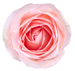 Pink isolated on white background, Pink Rose isolated on white With clipping path.