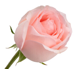 Pink isolated on white background, Pink Rose isolated on white With clipping path.