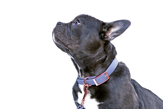 Side view of French Bulldog dog with long healthy nose wearing blue synthetic leather collar on white bacground