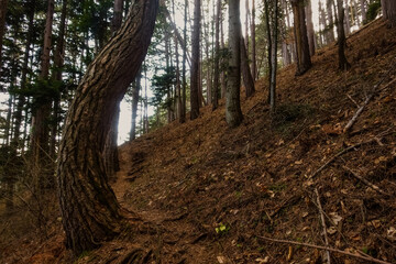 Fototapeta premium small hiking trail with curved tree while hiking in the mountains
