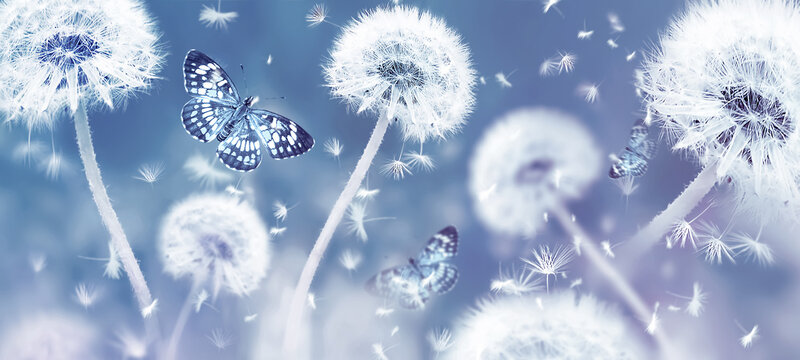 Fototapeta Summer natural macro floral background. White dandelions and butterflies on a blue background. Soft focus. Banner format.