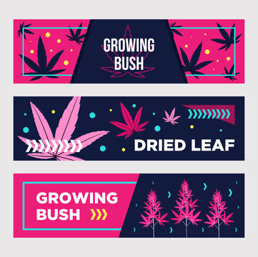 Vivid Promotional Banner Designs With Cannabis. Bright Pink Dried Leaves And Growing Bushes On Dark Background. Hemp And Legal Drug Concept. Template For Poster, Promotion Or Web Design