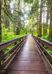 Boardwalk in the forest