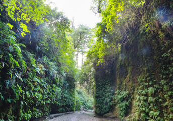 Fern canyon