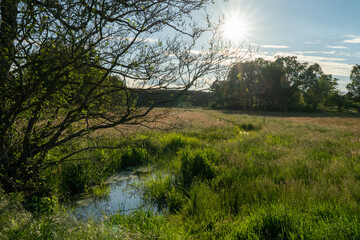 Birch trees with emerging foliage in summer time in lueneburger heide landscape