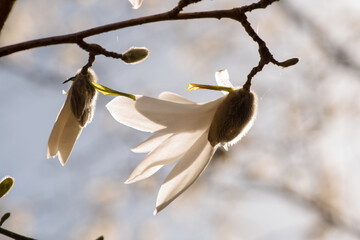 White Magnolia Flower Buds