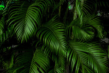 tropical green palm leaf and shadow, abstract natural background, dark tone © eakarat