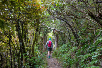 New Zealand forest