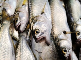 Fish counter. Fresh fish. Black Sea fish. Fish meal.