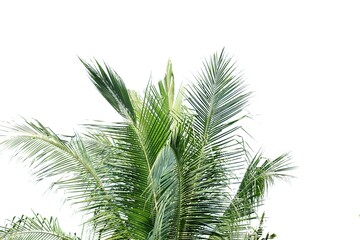 Coconut leaves with branches on white isolated background for green foliage backdrop 