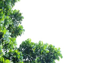 Obraz premium Tropical tree leaves with branches on white isolated background for green foliage backdrop 