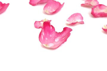 Blurred a group of sweet pink rose corollas with droplets on white isolated background