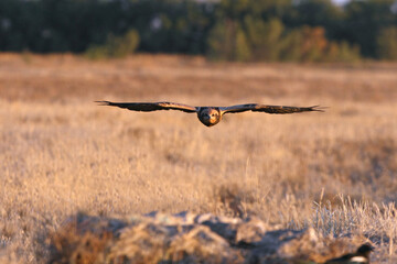 Western marsh harrier adult female flying with the last lights of the evening