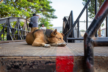 A brown dog sleeps on a bridge made of steel.