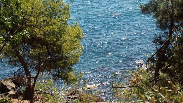 Landscape of the Black sea coast in Crimea, rocky coast with pine trees.