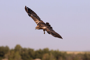 Western marsh harrier adult female flying with the last lights of the evening