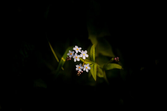 Sunbeam on blue flowers