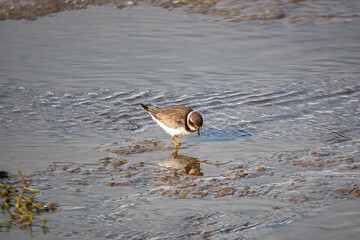 Common Ringed Plover Charadrius in its natural habitat