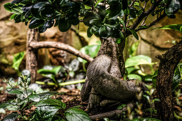 Fantastischer Background: Verkrümmter Baum in einer Dschungelumgebug