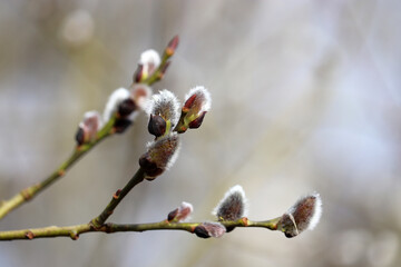Pussy willow flowers on the branch, blooming verba in spring forest. Palm Sunday symbol, catkins for Easter background