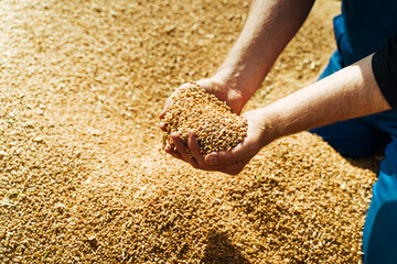 Farmer holds barley grain in his hands