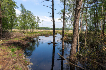 Fototapeta premium Moor landscape in Lueneburg Heath with cottongrass, tussock cottongrass or sheathed cottongrass, birch trees