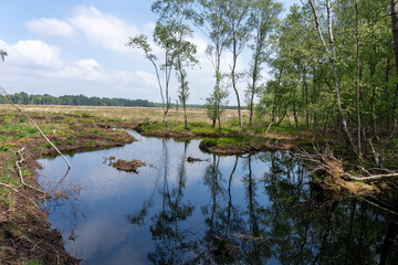 Moor landscape in Lueneburg Heath with cottongrass, tussock cottongrass or sheathed cottongrass, birch trees